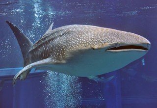 requin-baleine-aquarium-osaka