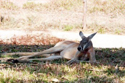 kangourou australie chaleur
