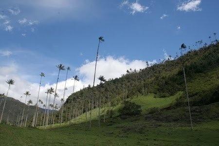 region-cafe-colombie-cocora-palmiers