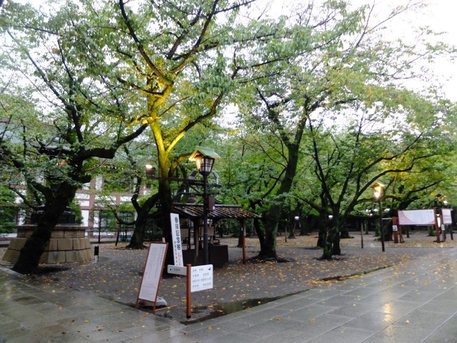 yasukuni arbres