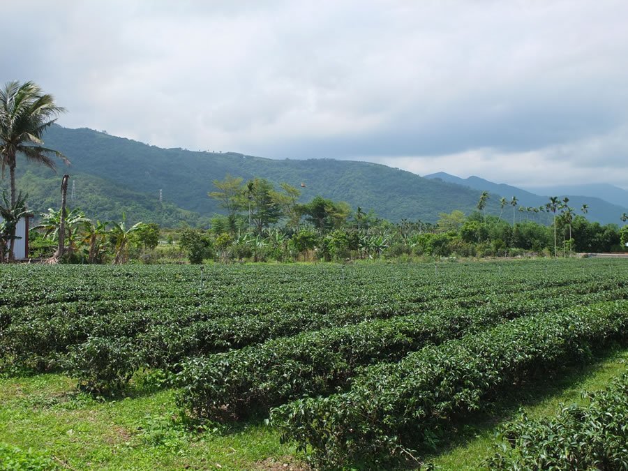 Taïwan : un paradis pour les amateurs de thé