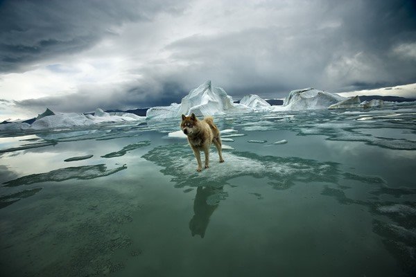 chien arctique