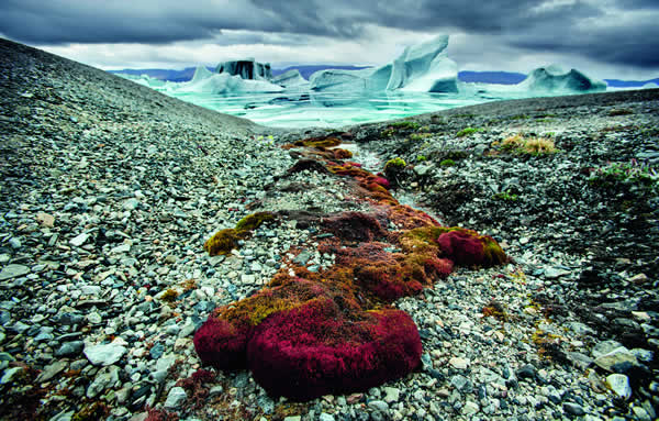 lichens arctique