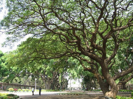 lalbagh-garden-bangalore1