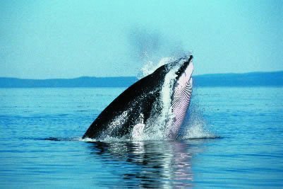 baleine-tadoussac