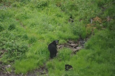 ours-mauricie